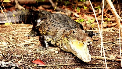 Setkání s divokým zvířetem může ve člověku vyvolat velmi silný prožitek.