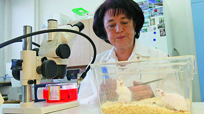 Profesorka Eva Syková nedá v rámci pokusů dopustit na geneticky modifikované myši. Na snímku z laboratoře pozoruje myši s Alzheimerovou chorobou, které mají podobné příznaky jako nemocný člověk.