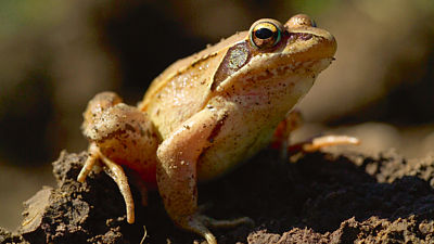Komu se na zahrádce usadily žáby, může si gratulovat. Denně totiž spořádají velké množství záškodníků.
